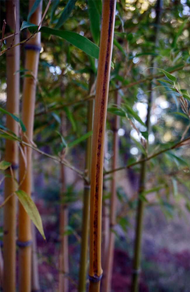 Phyllostachys nigra 'Megurochiku' Black Stripe Bamboo for sale
