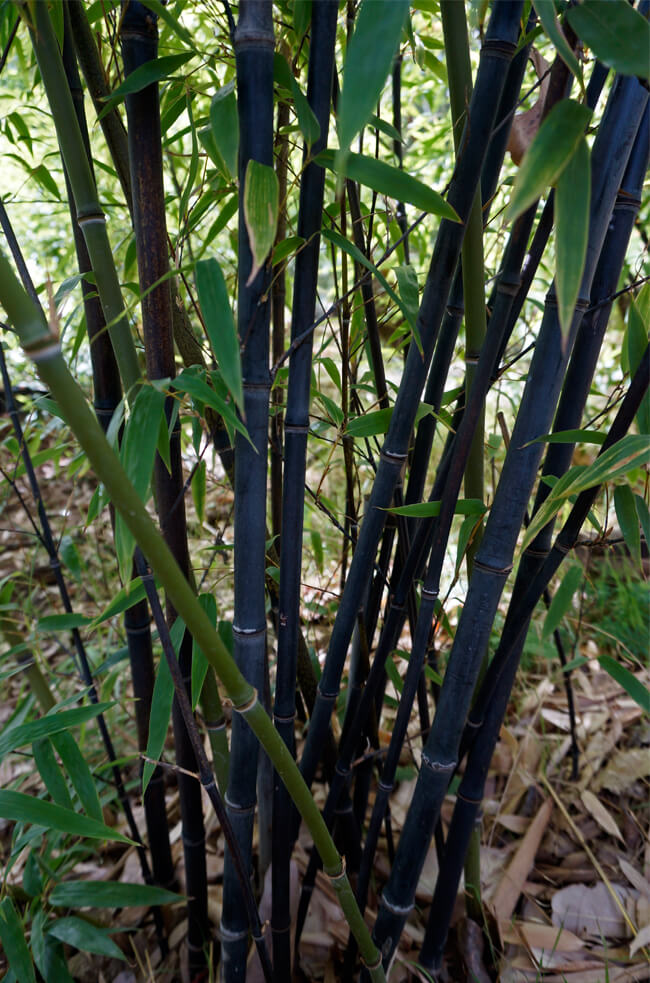 Phyllostachys nigra Black Bamboo for sale