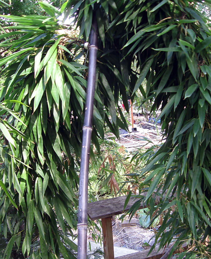 Phyllostachys nigra Black Bamboo for sale