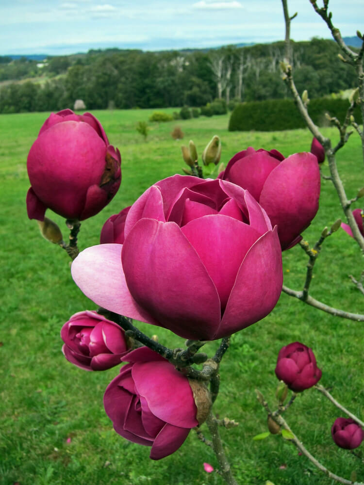 Magnolia Black Tulip Jurmag1 For Sale.