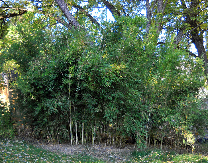 Creating A Privacy Hedge With Bamboo, Bamboo Landscape Screening