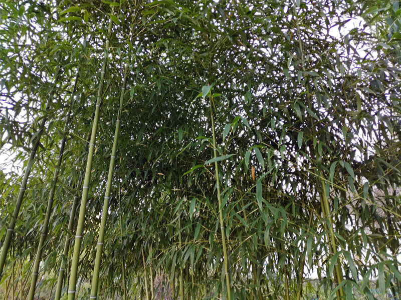 Phyllostachys angusta Stone Bamboo for sale