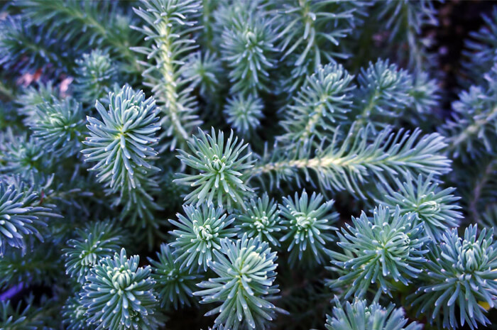 Sedum reflexum Blue Spruce 15cm Pot Size
