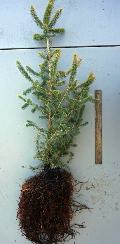 24" Transplant; Lot of 2 trees; Bare Root 36" Eastern Hemlock Tree 